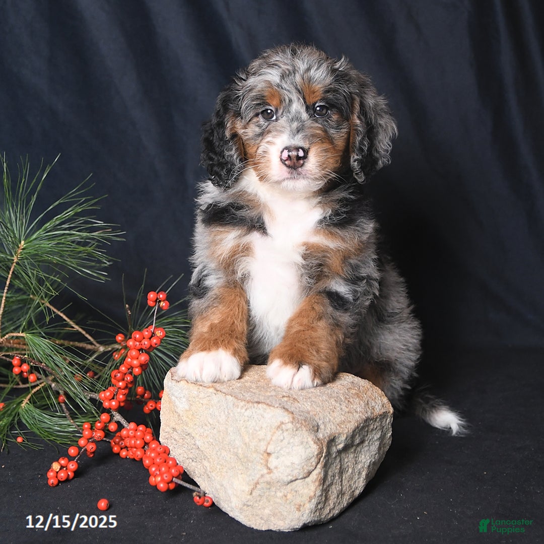 Bernedoodle dogs for sale: Cody - Ad 4