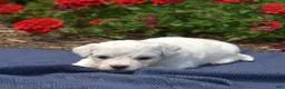 Bichon Frise dogs for sale: Blizzard - Ad 3