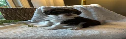 Mini Bernedoodle dogs for sale: Ivy - Ad 5