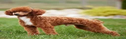 Irish Doodle dogs for sale: Max - Ad 7