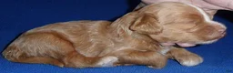 Cockapoo dogs for sale: Charlie - Ad 7
