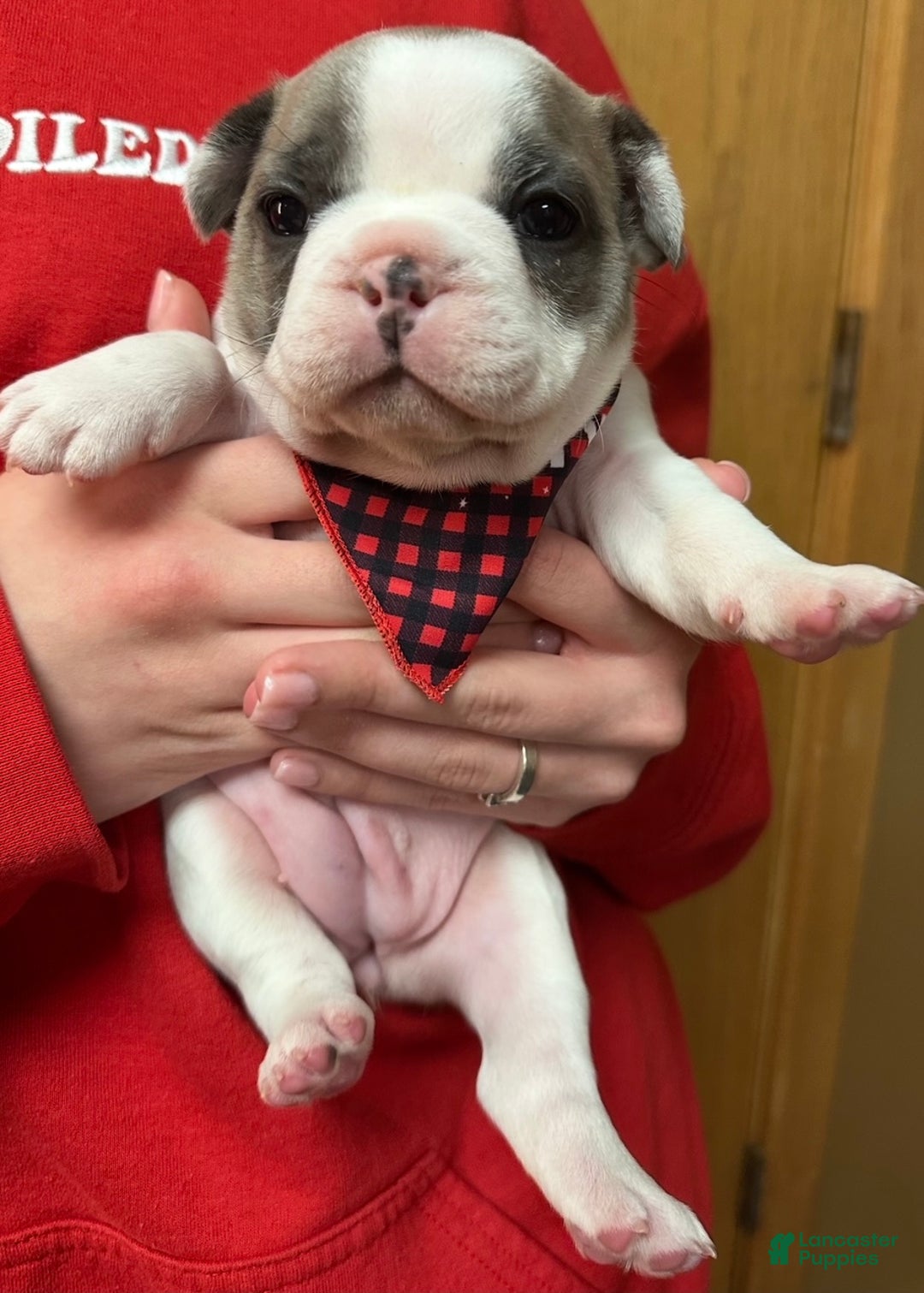 French Bulldog dogs for sale: Abbi - Ad 7