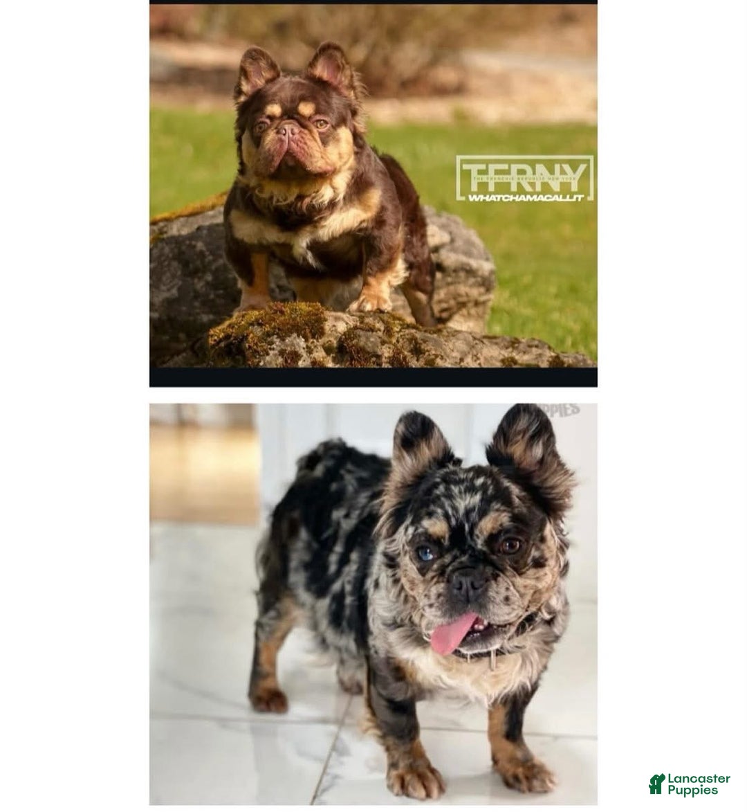 French Bulldog dogs for sale: Fauna - Ad 3