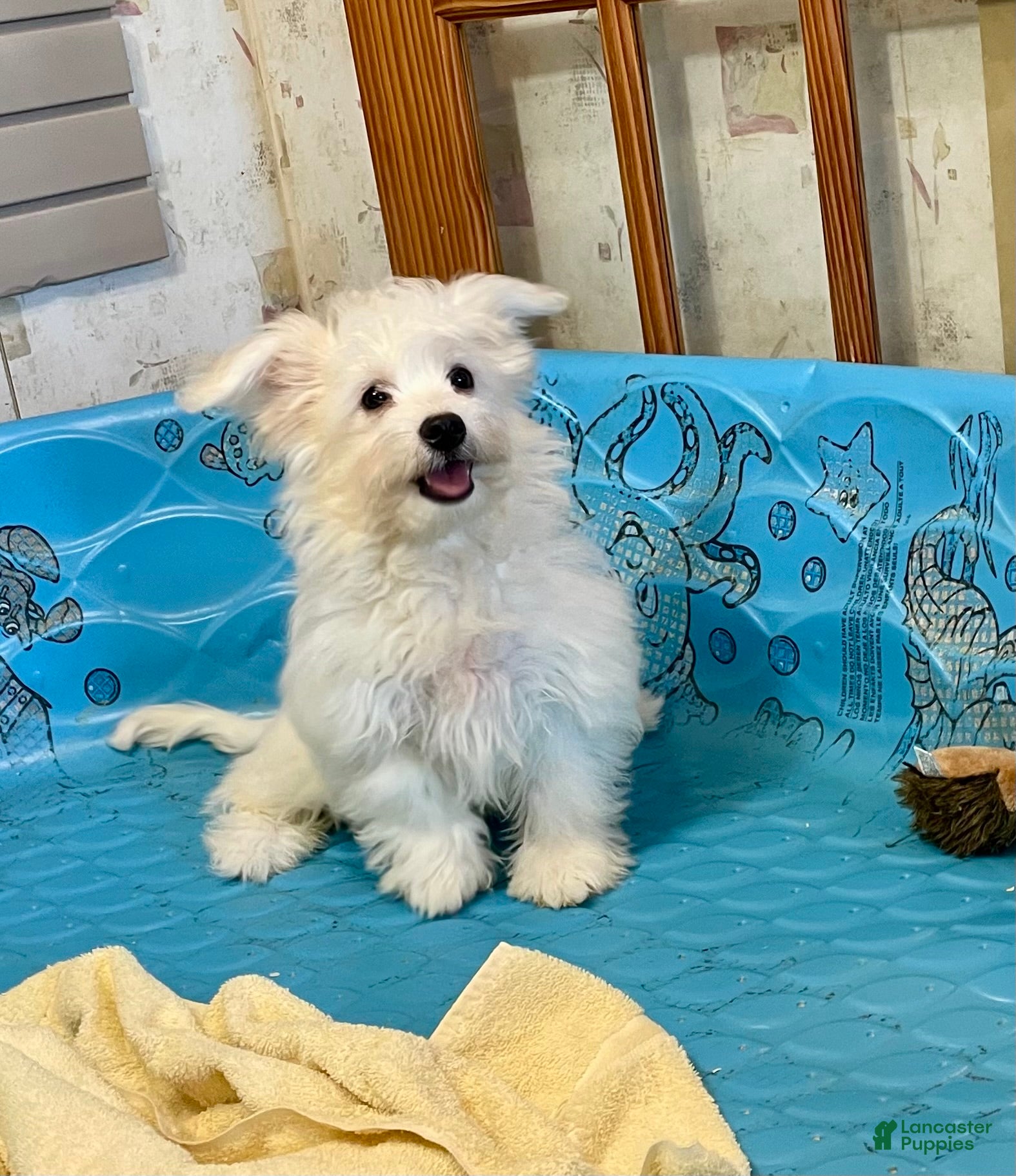 Mixed Breed dogs Shawn - Ad 35