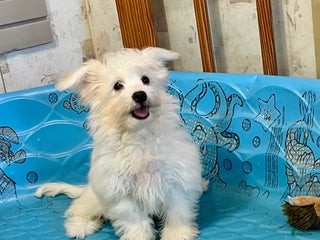 Mixed Breed dogs Shawn - Ad 24