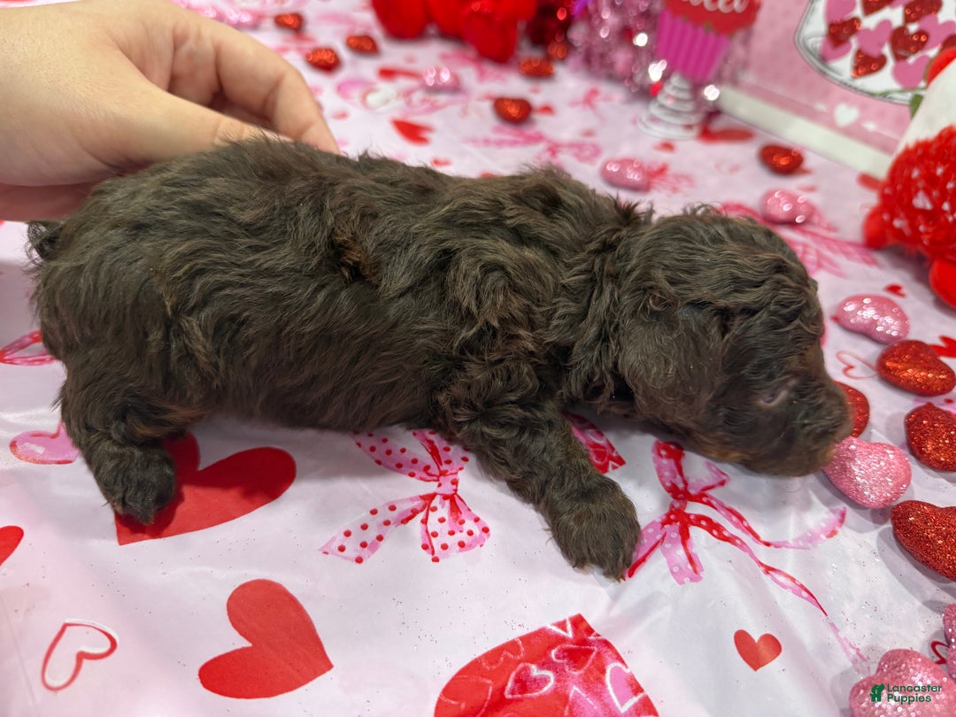 Yorkiepoo dogs for sale: Yorkiepoo Puppy (Brownie) - Ad 3