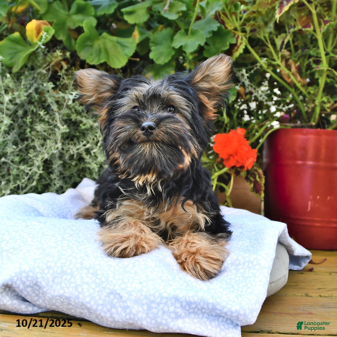 Yorkshire Terrier dogs for sale: Anthony - Ad 6