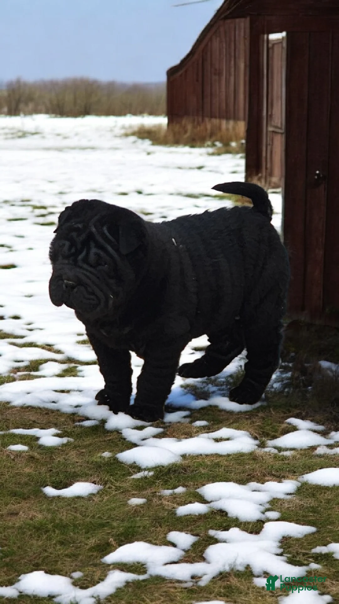 Shar Pei dogs for sale: Raven mini  - Ad 28