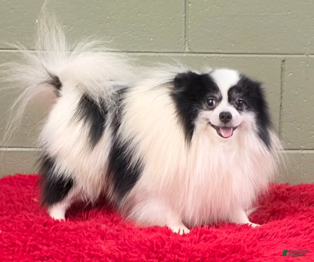 Pomeranian dogs for sale: Dimitri  - Ad 4