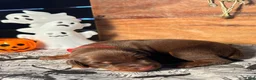 Doberman Pinscher dogs for sale: Frankenstein: European Bloodlines - Ad 4