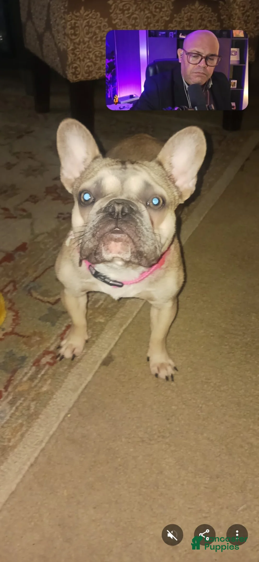 French Bulldog dogs for sale: French Bulldog Puppy 2 - Ad 2