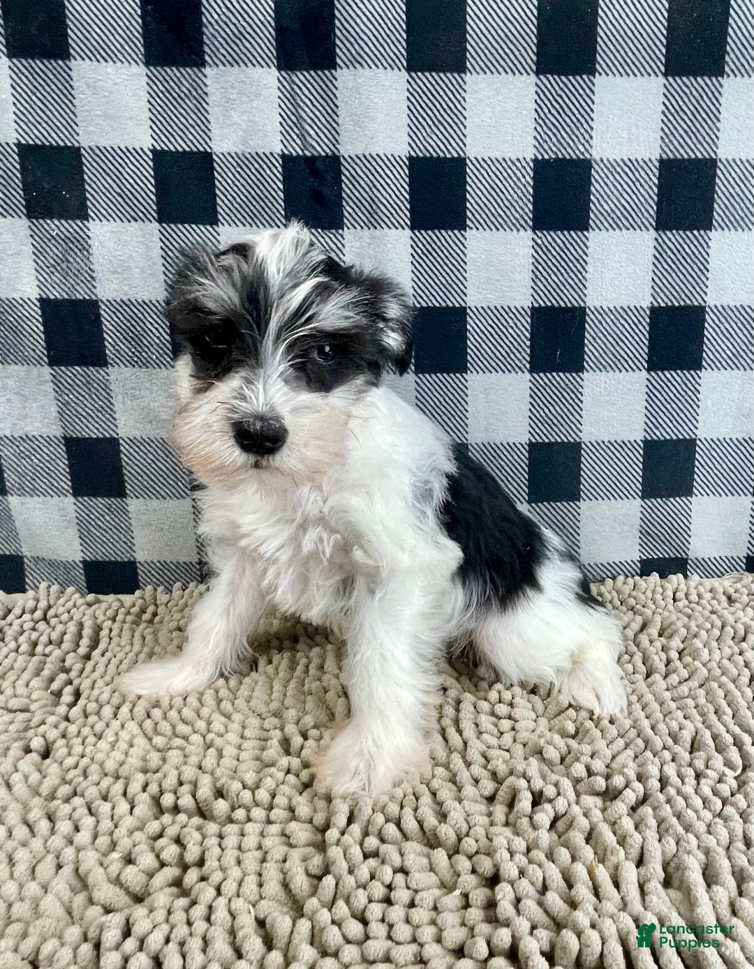 Miniature Schnauzer dogs for sale: Shelly - Ad 5