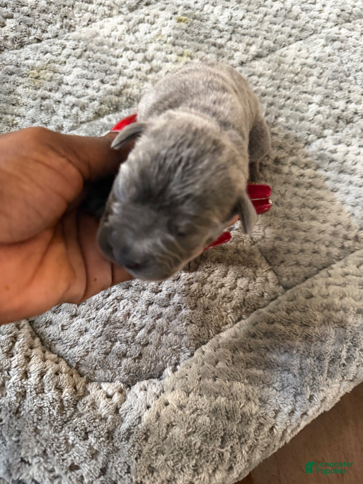 Cane Corso dogs Cane Corso Puppy 7 - Ad 6