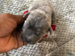 Cane Corso dogs Cane Corso Puppy 7 - Ad 39