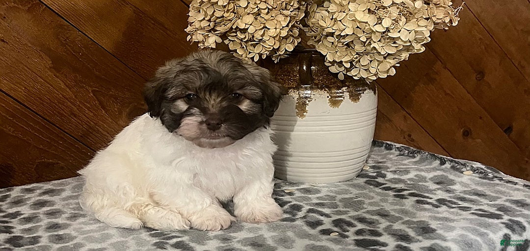 Gallery Image {{count}}