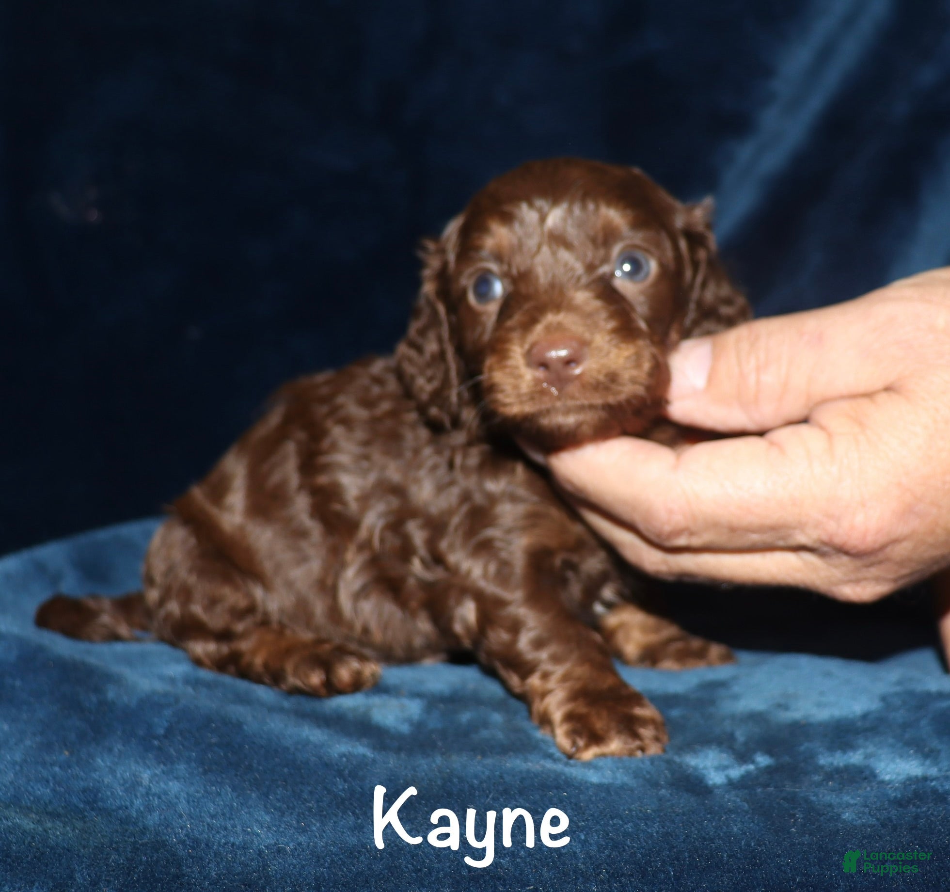 Miniature Dachshund dogs Kayne - Ad 32
