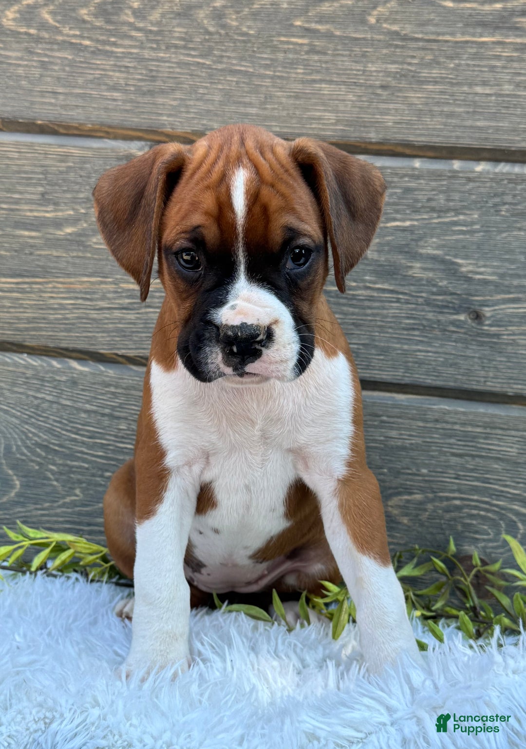 Boxer Pups Boxer Dog Breeders Near Me Boxer Mix Akc Boxer Puppies