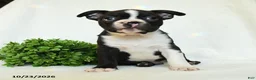 Boston Terrier dogs for sale: Gus - Ad 5