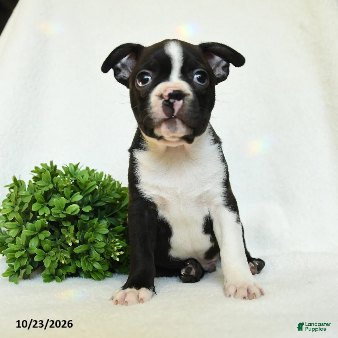 Boston Terrier dogs for sale: Gus - Ad 5