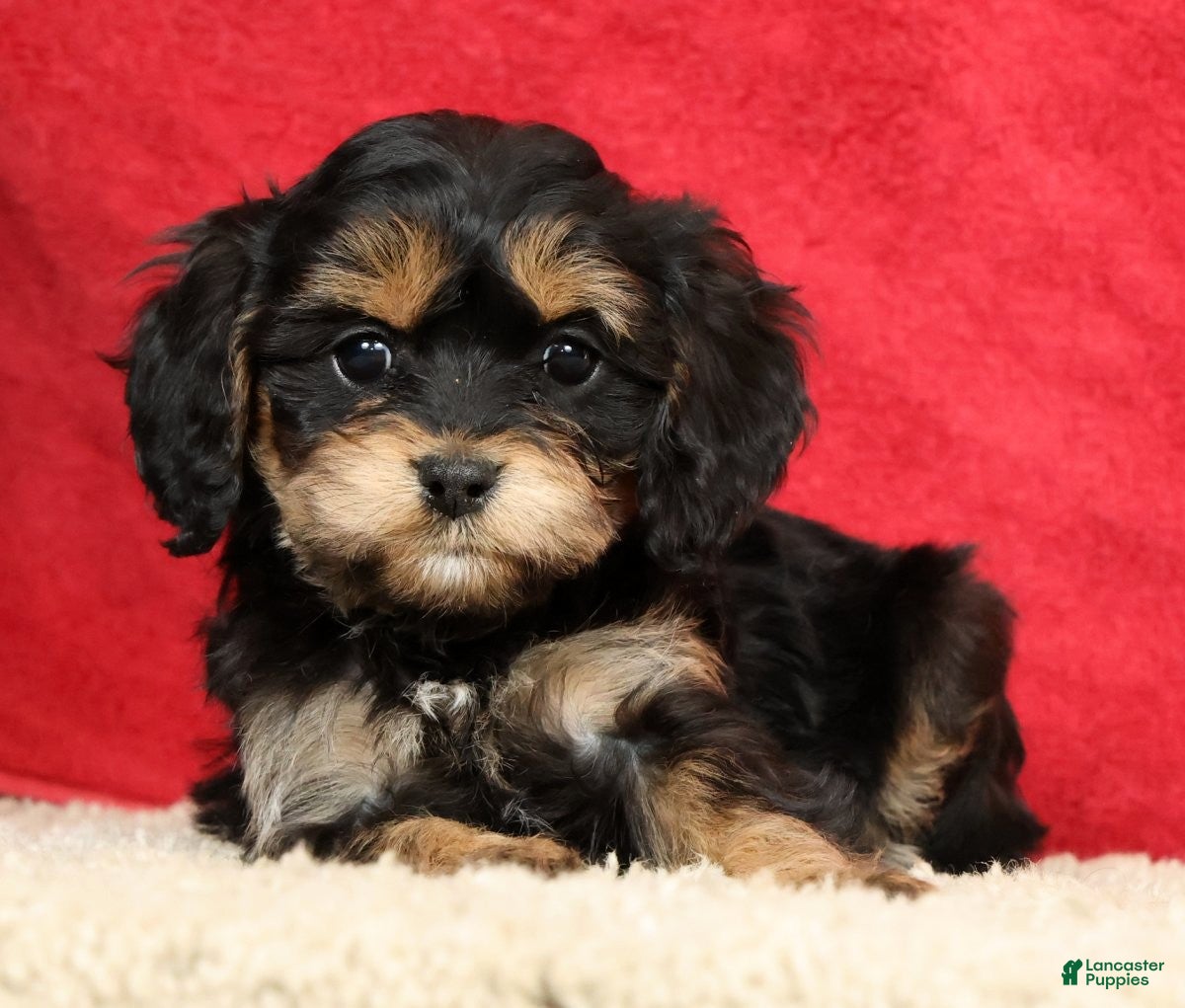 Cavapoo dogs Tina - Ad 1