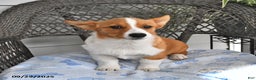 Welsh Corgi Pembroke dogs for sale: Jack - Ad 11