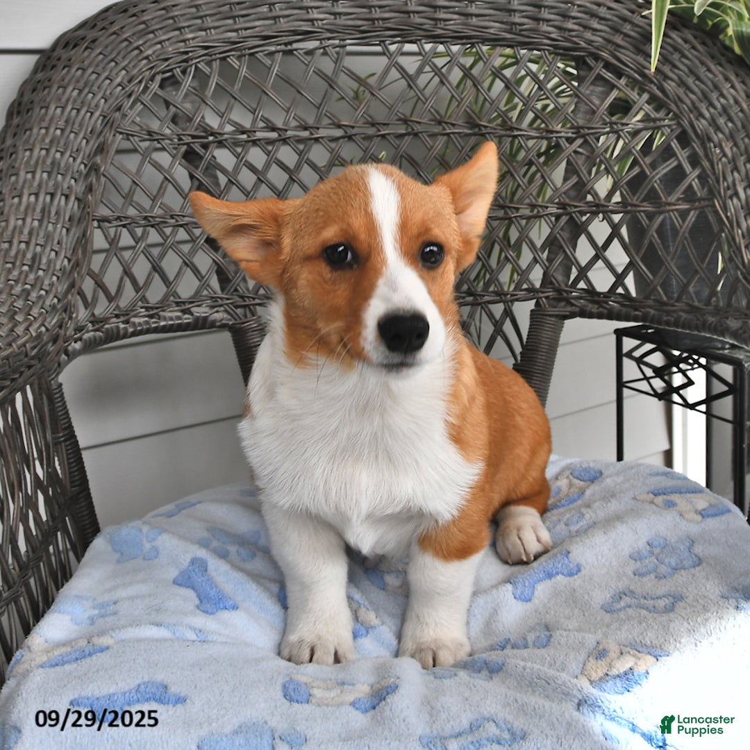 Welsh Corgi Pembroke dogs for sale: Jack - Ad 11