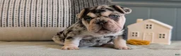 French Bulldog dogs for sale: River - Ad 5