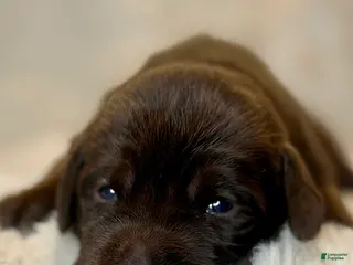 Labrador Retriever dogs Orange Female - Ad 2