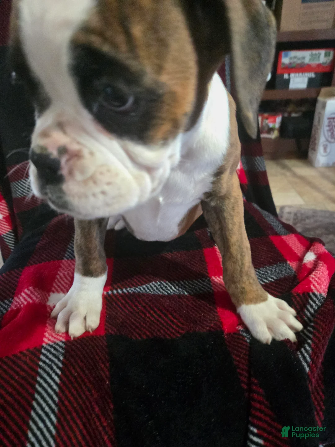 Boxer dogs for sale: Diamond  - Ad 2