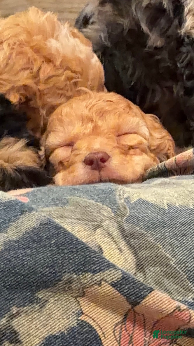 Cavapoo dogs Lottie, A Precious, Petite, F1B Cavapoo Girl  - Ad 1