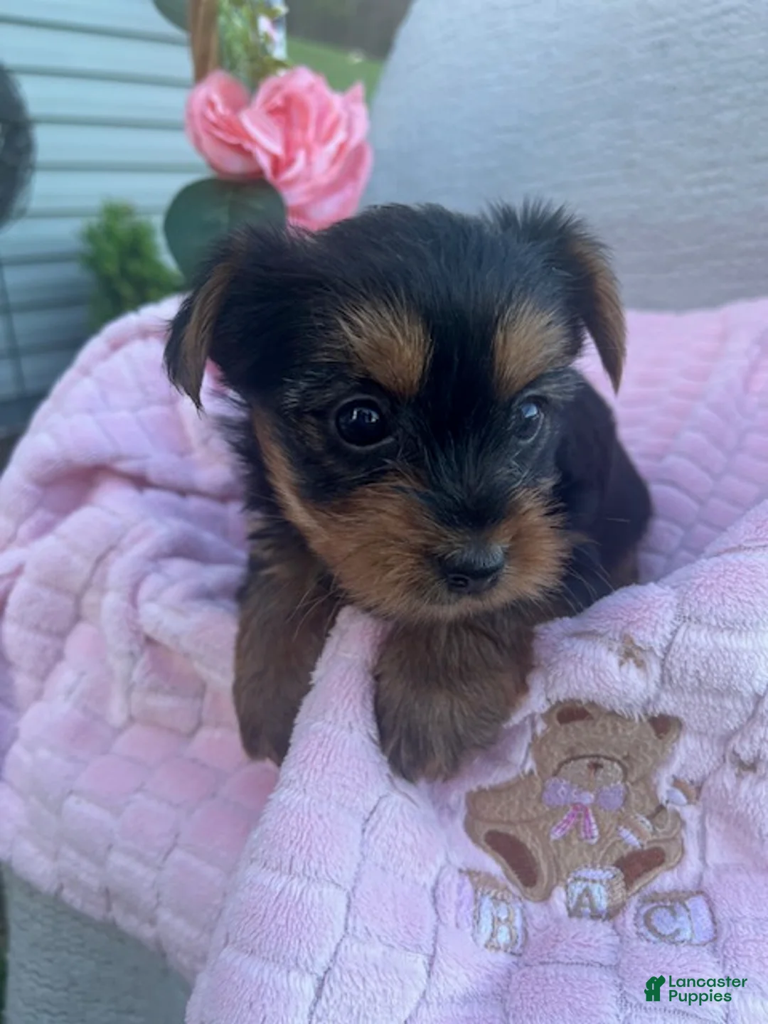 Yorkshire Terrier dogs for sale: Juniper - Ad 1