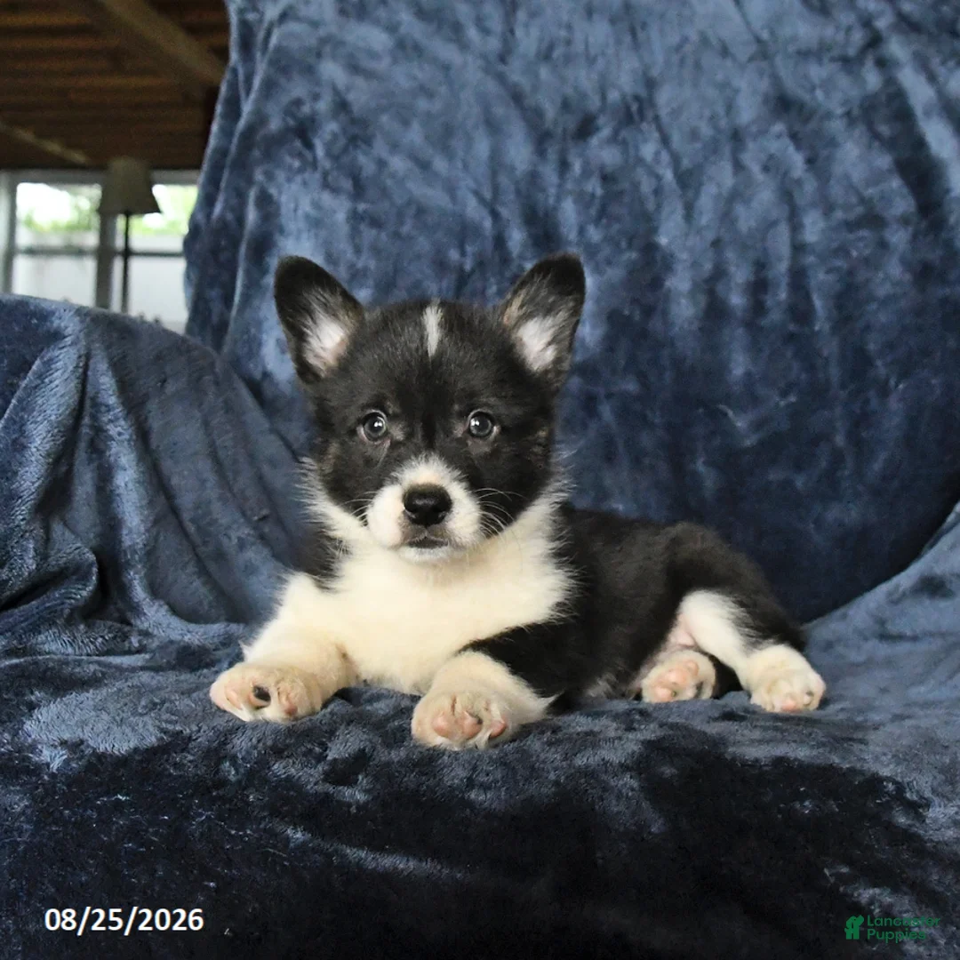 Welsh Corgi Pembroke dogs for sale: Rolo - Ad 1