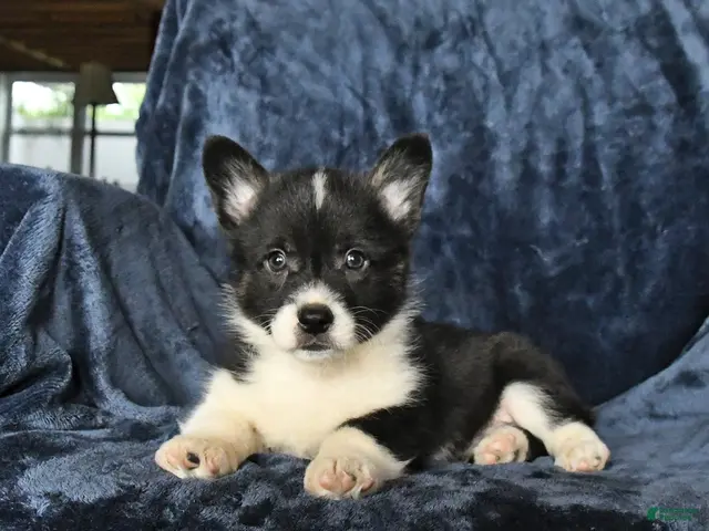 Welsh Corgi Pembroke dogs for sale: Rolo - Ad 1