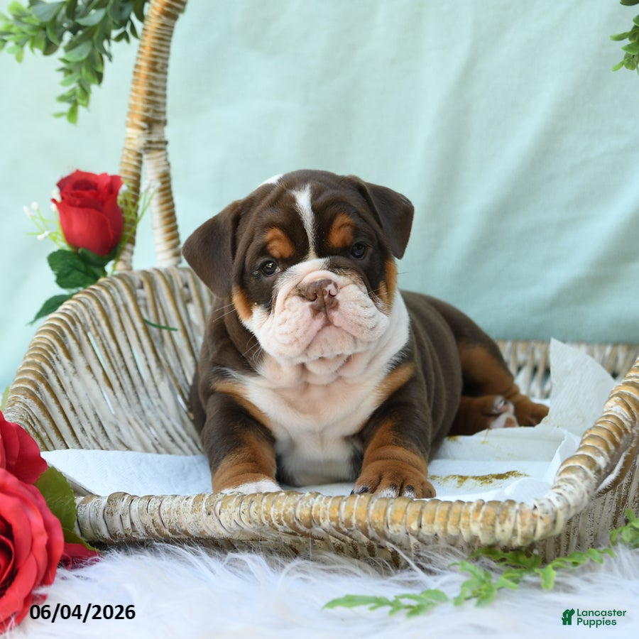 English Bulldog dogs for sale: Dixie - Ad 1