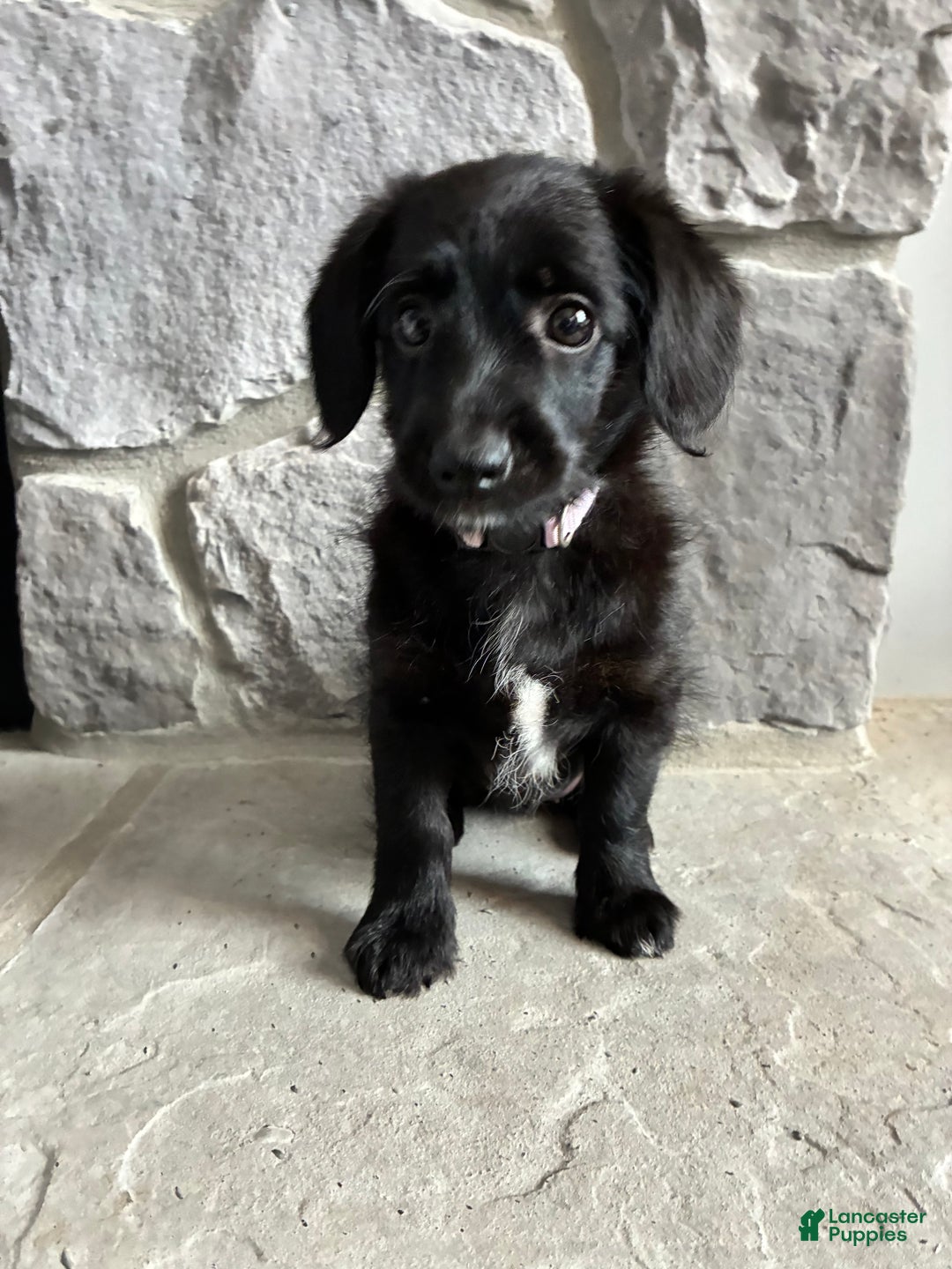 Corgipoo dogs for sale: Merry Corgipoo - Ad 1