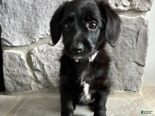 Corgipoo dogs Merry Corgipoo - Ad 31