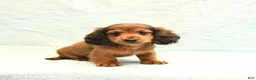 Miniature Dachshund dogs for sale: Max - Ad 3