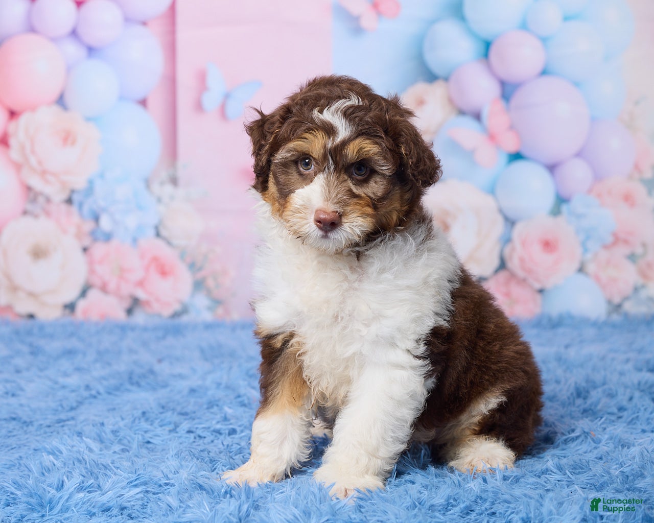 Aussiedoodle dogs Oscar - Ad 2