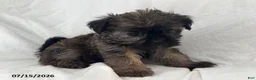 Shorkie dogs for sale: Ethan - Ad 4