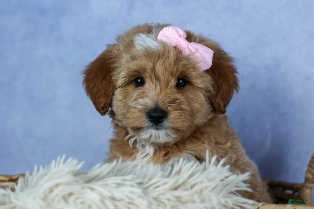 Mini Goldendoodle dogs for sale: 🐾 Meet Nixie – F2B Mini Goldendoodle Puppy 🐾 - Ad 1