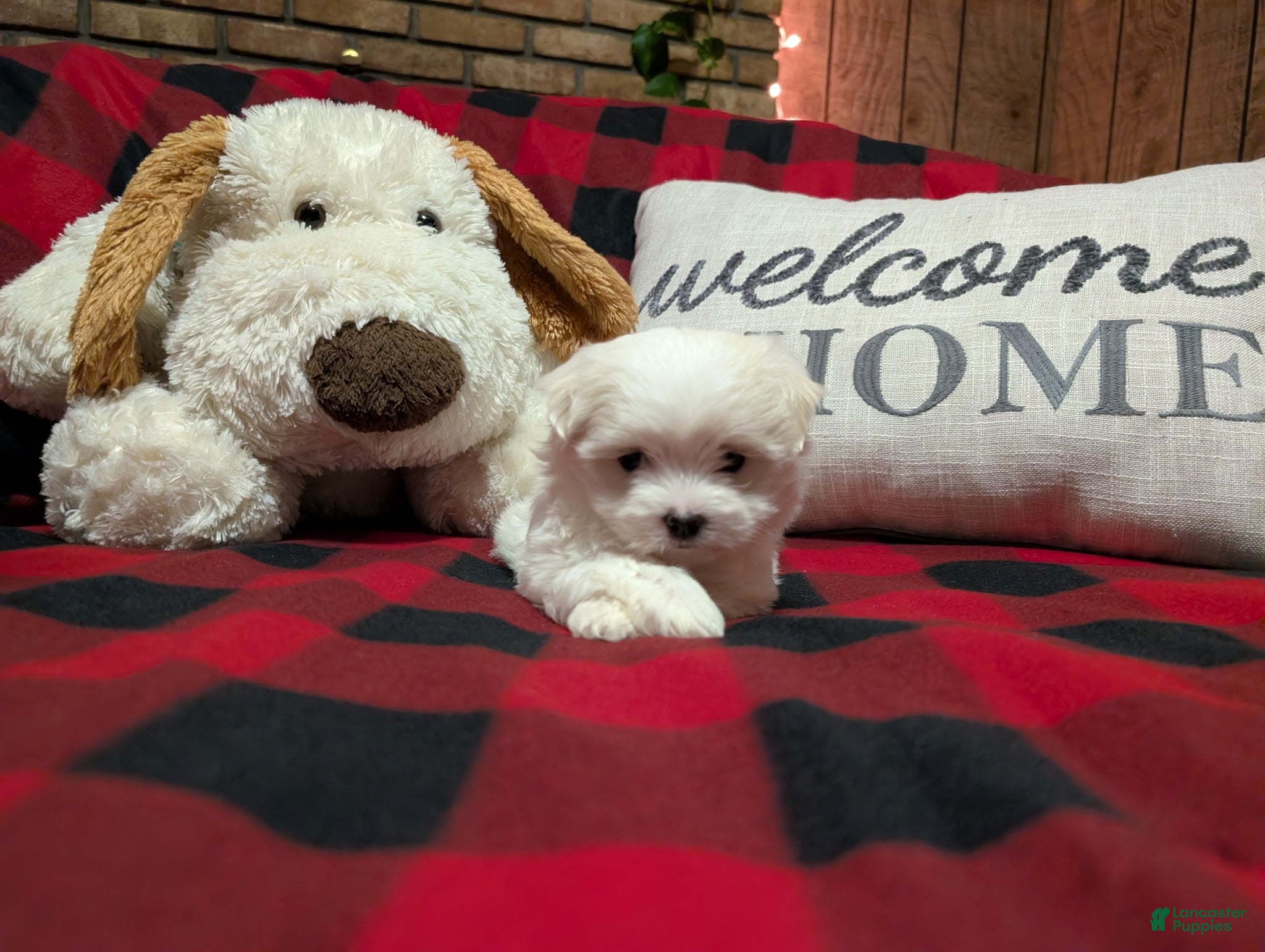 Maltese dogs Maltese Puppy 2 - Ad 1