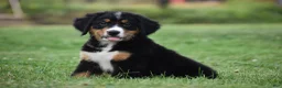 Bernese Mountain Dog dogs for sale: Trevor - Ad 4