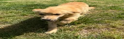 Golden Retriever dogs for sale: Loot - Ad 3