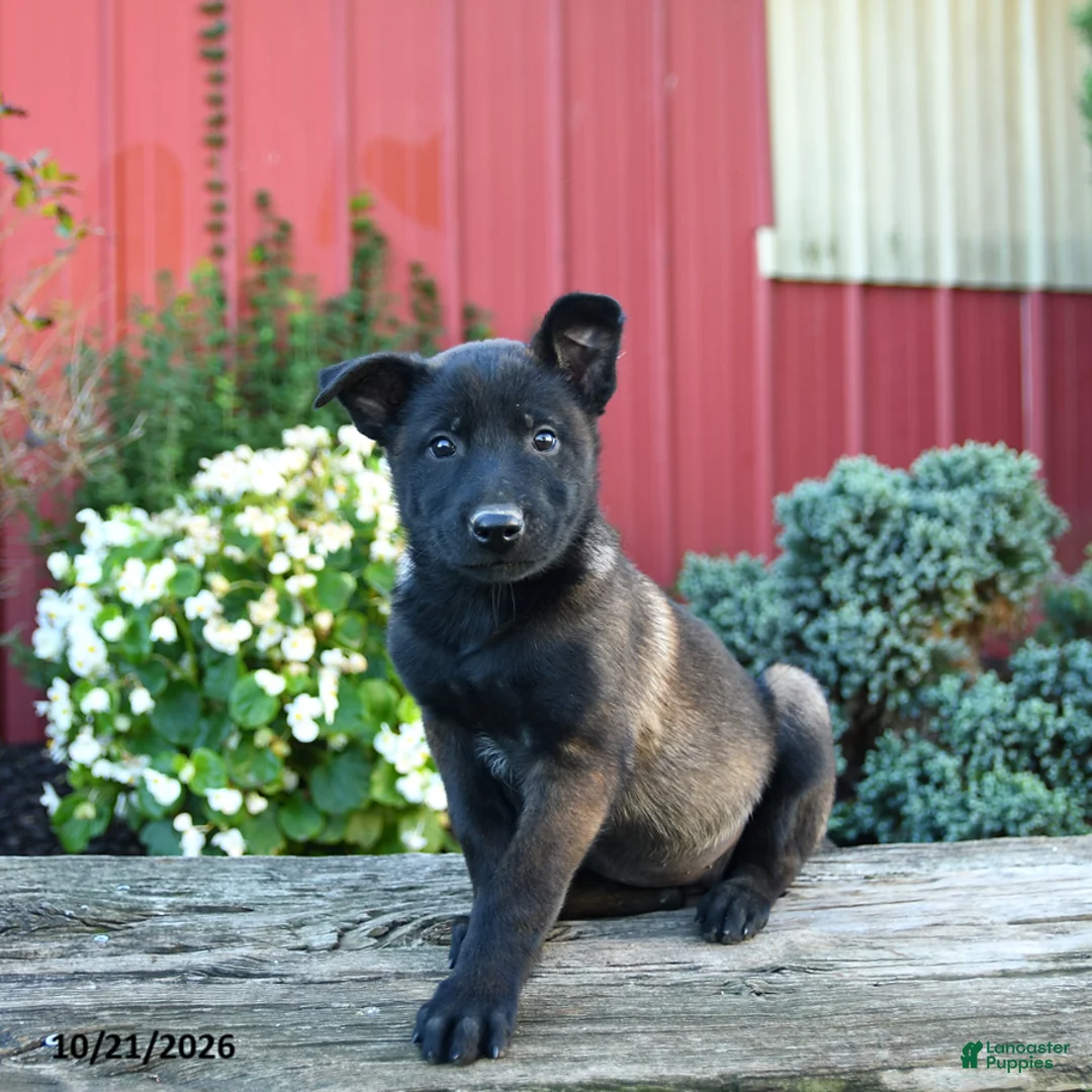Belgian Malinois dogs for sale: Eva - Ad 2