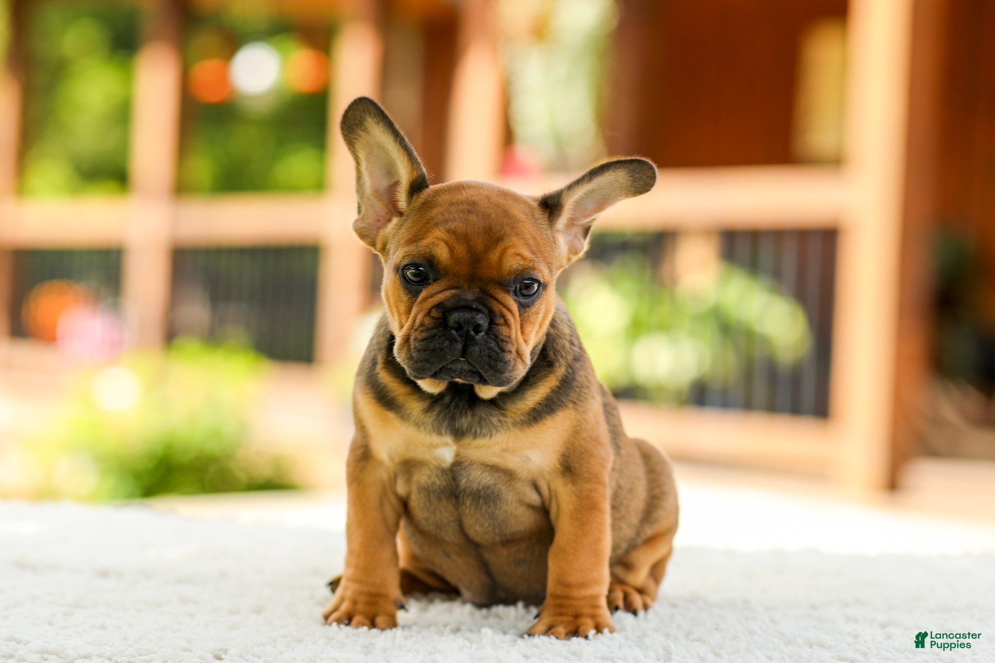 French Bulldog dogs Otto – Fawn Brindle - Ad 1