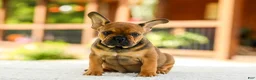 French Bulldog dogs for sale: Otto – Fawn Brindle - Ad 1