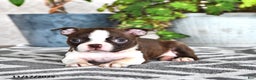 Boston Terrier dogs for sale: Ruthie - Ad 1