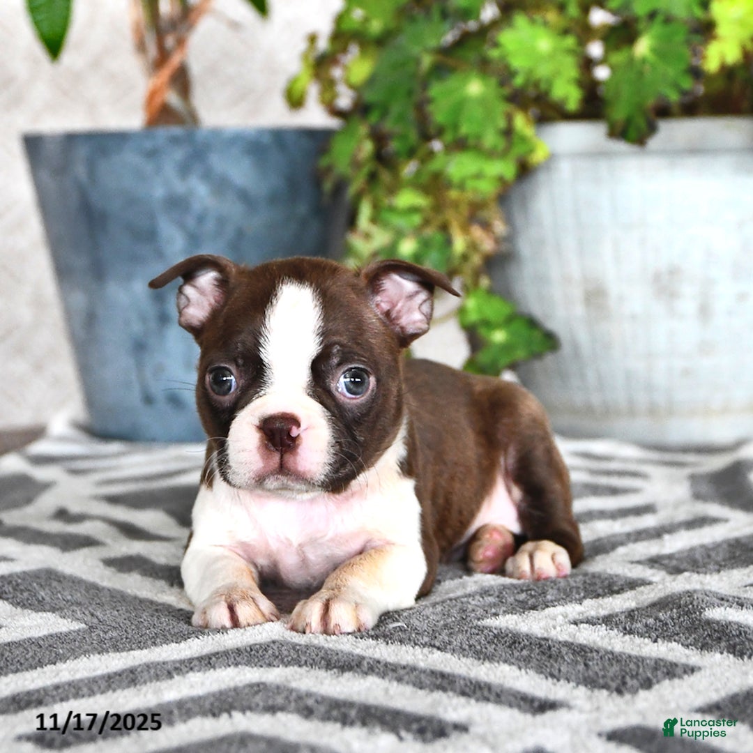 Boston Terrier dogs for sale: Ruthie - Ad 1