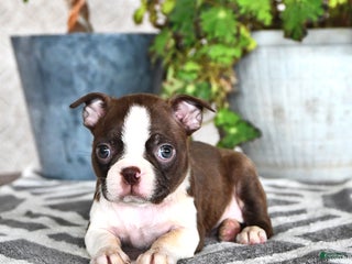 Boston Terrier dogs Ruthie - Ad 26