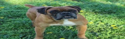 Boxer dogs for sale: Boxer 1 - Ad 11